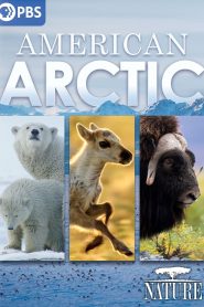 Nature: American Arctic