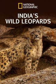 India’s Wild Leopards