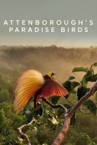 Attenborough’s Paradise Birds
