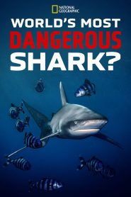 World’s Most Dangerous Shark?