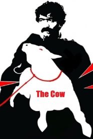 The Cow